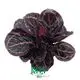 calathea prayer plant at Wholesale Prices | Youngplants 1