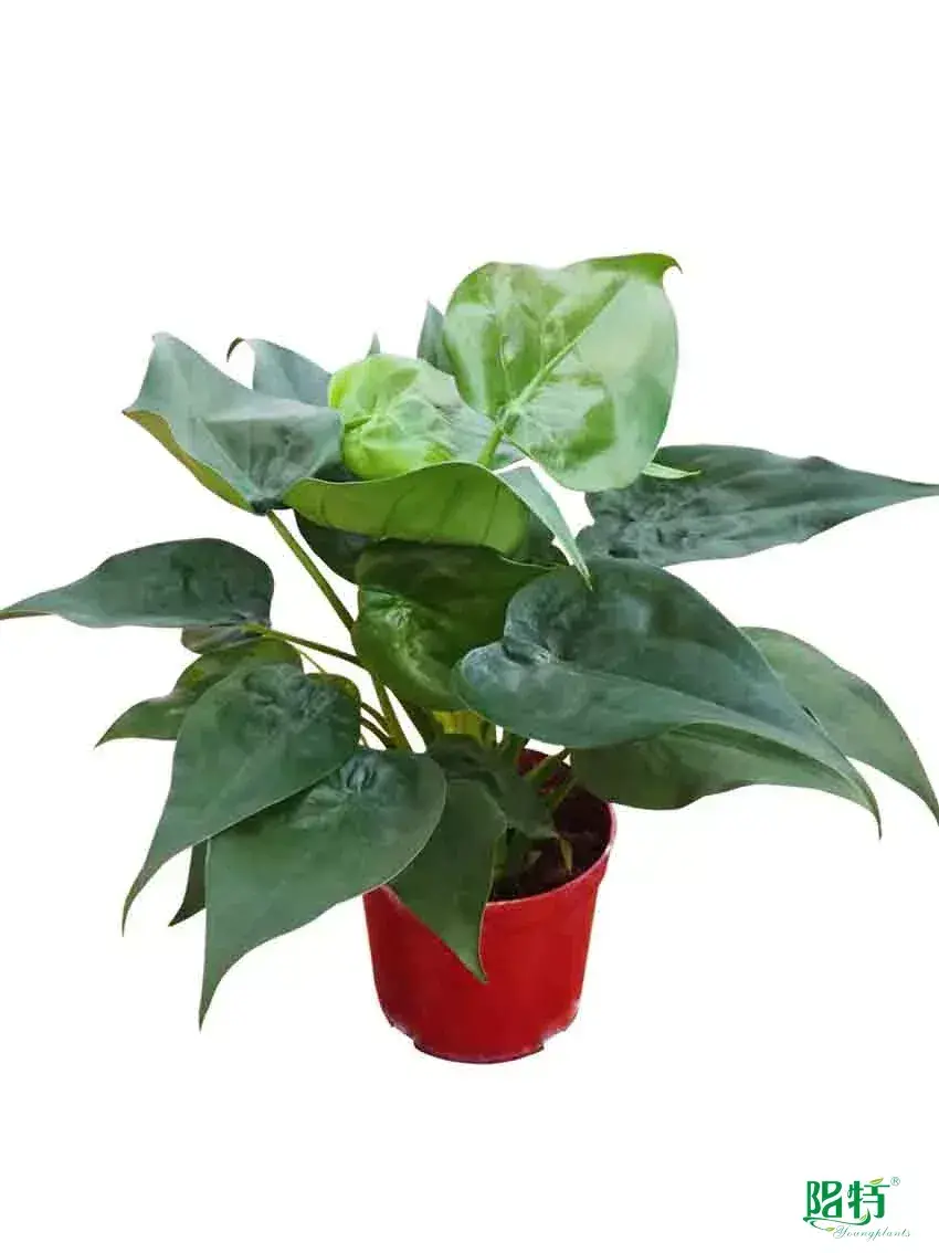 alocasia reginula black velvet at Wholesale Prices | Youngplants 1