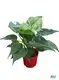 alocasia reginula black velvet at Wholesale Prices | Youngplants 1