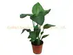 variegated plants at Wholesale Prices | Youngplants 1