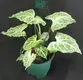 Custom arrowhead plant types  Manufacturer | Youngplants 1