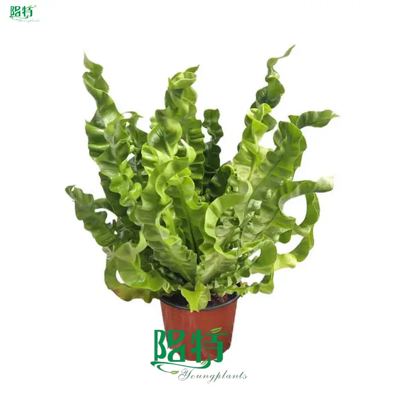 fern propagation at Wholesale Prices | Youngplants1 1