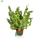 fern propagation at Wholesale Prices | Youngplants1 1