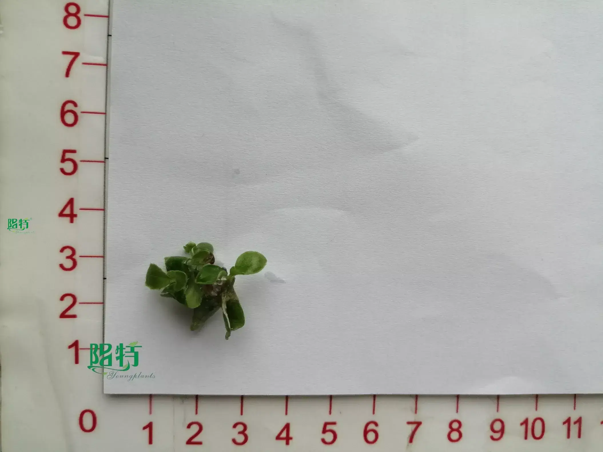 xanthosoma jungle bush at Wholesale Prices | Youngplants 1