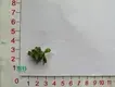 xanthosoma jungle bush at Wholesale Prices | Youngplants 1
