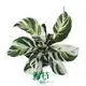 Custom calathea prayer plant  Manufacturer | Youngplants 1