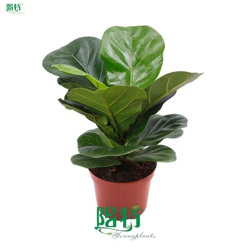 Custom ficus bonsai tree for sale  Manufacturer | Youngplants1 1