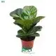 Custom ficus bonsai tree for sale  Manufacturer | Youngplants1 1