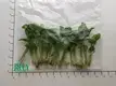 Custom syngonium podophyllum albo  Manufacturer | Youngplants1 1