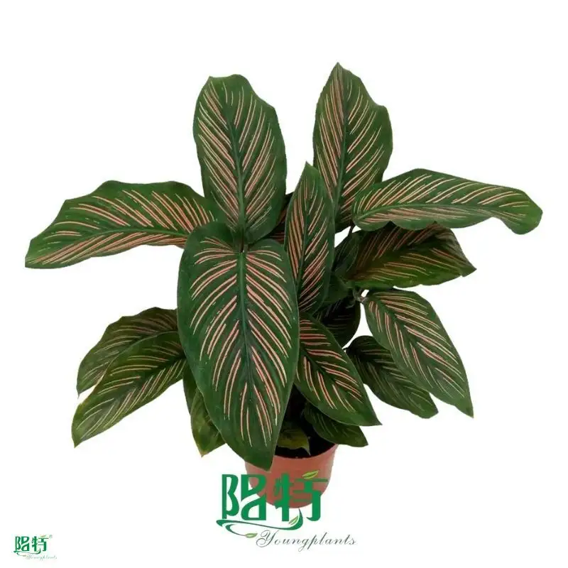 Youngplants |  types of prayer plants  1