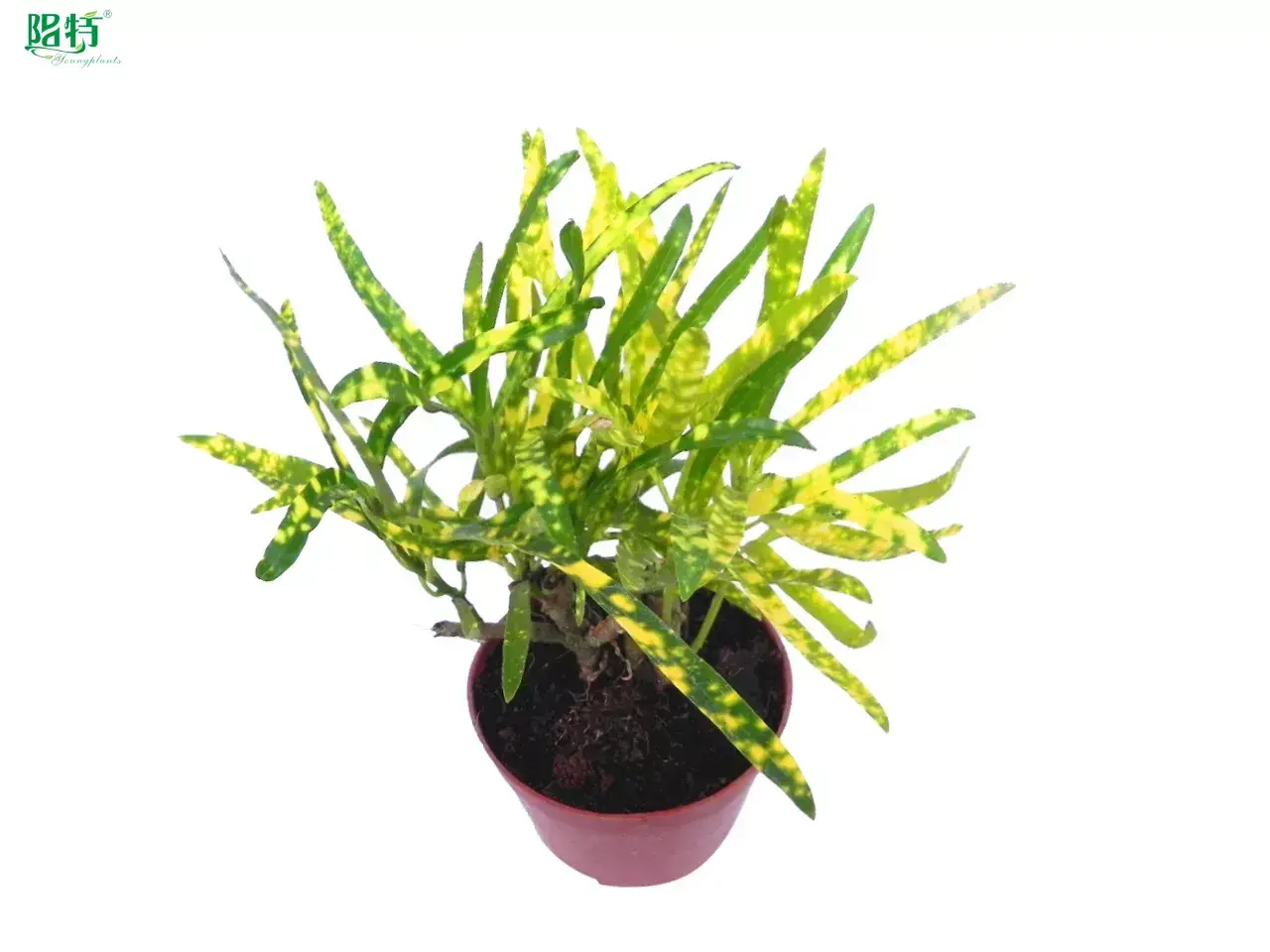 woody ornamental plants at Wholesale Prices | Youngplants 1