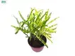 woody ornamental plants at Wholesale Prices | Youngplants 1