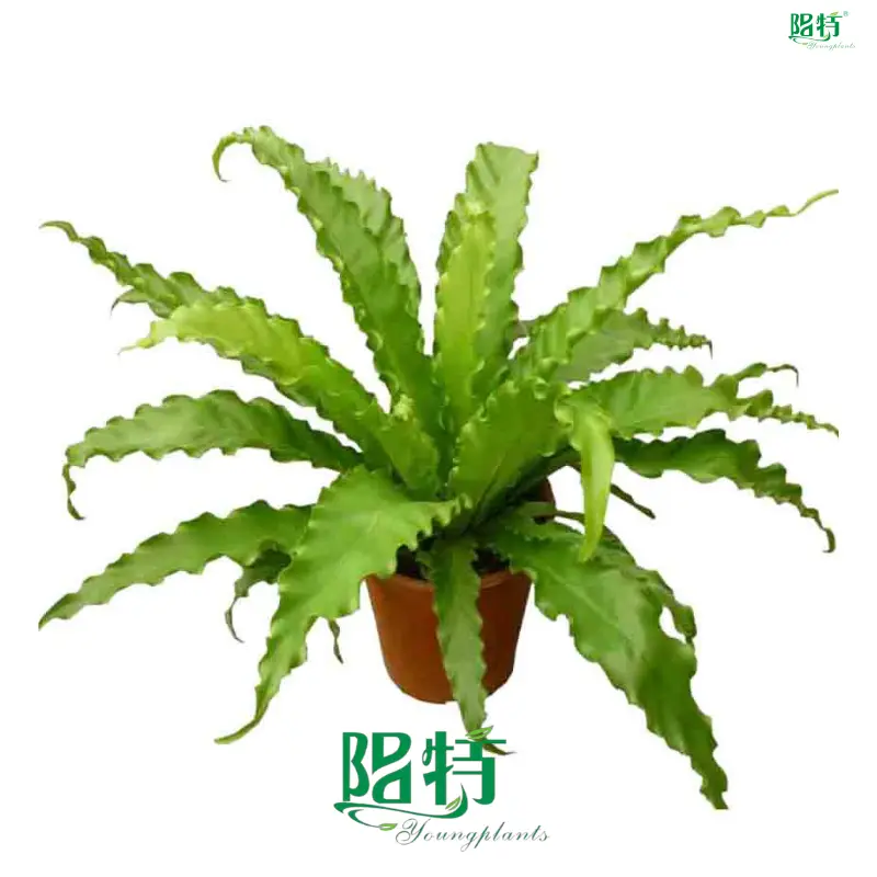  japanese painted fern  | Youngplants 1