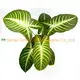 Custom xanthosoma varieties  Manufacturer | Youngplants1 1