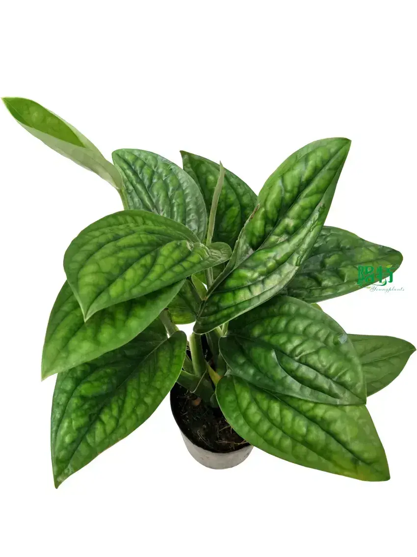 Youngplants |  fittonia  1