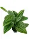 Youngplants |  fittonia  1