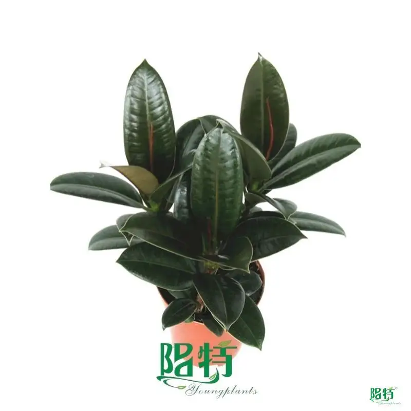  ficus bonsai care  | Youngplants1 1