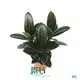  ficus bonsai care  | Youngplants1 1