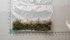 fittonia albivenis care at Wholesale Prices | Youngplants 1