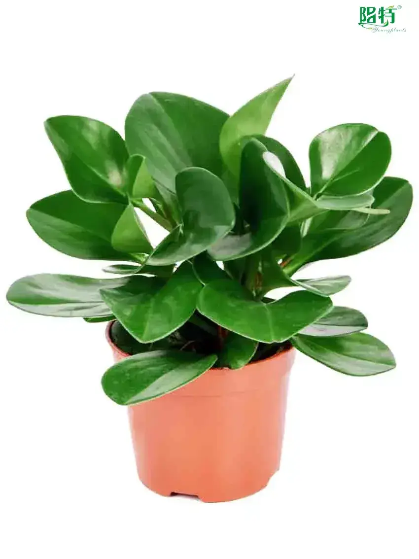 croton codiaeum variegatum at Wholesale Prices | Youngplants 1