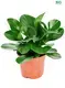 croton codiaeum variegatum at Wholesale Prices | Youngplants 1