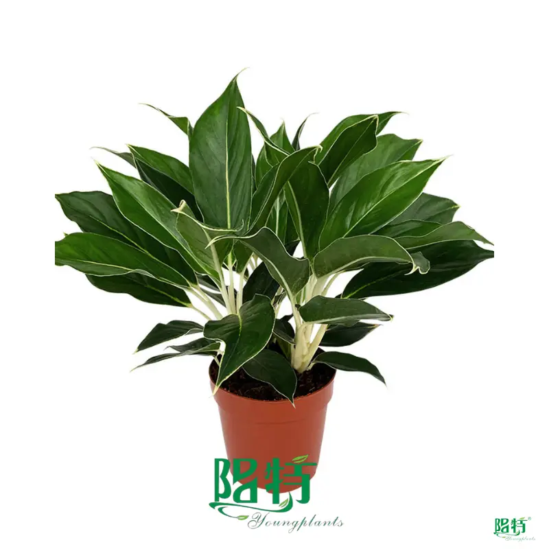 aglaonema types at Wholesale Prices | Youngplants 1