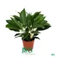 aglaonema types at Wholesale Prices | Youngplants 1