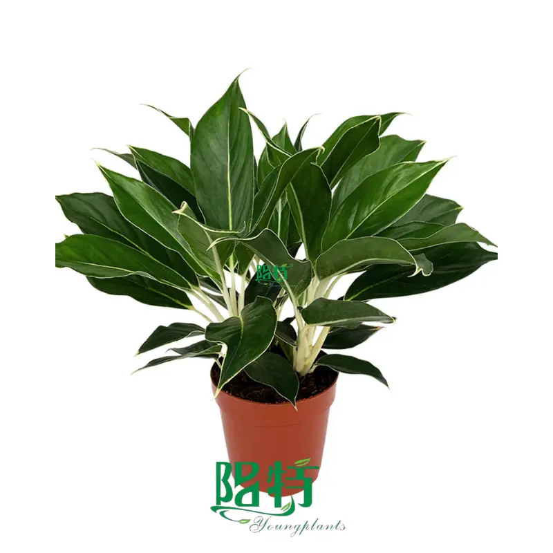 Youngplants |  aglaonema plant care 1 1