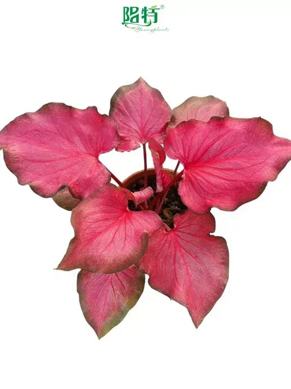 Custom caladium live plant online  Manufacturer | Youngplants1 1