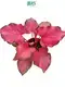 Custom caladium live plant online  Manufacturer | Youngplants1 1