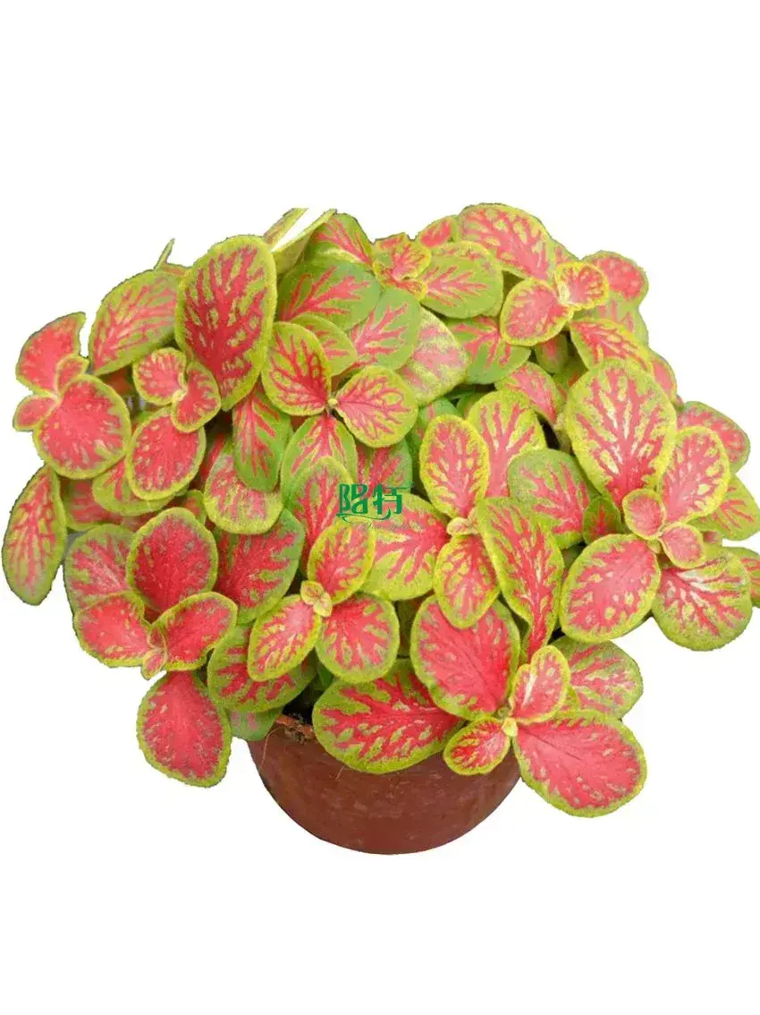  fittonia varieties  | Youngplants 1