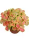  fittonia varieties  | Youngplants 1