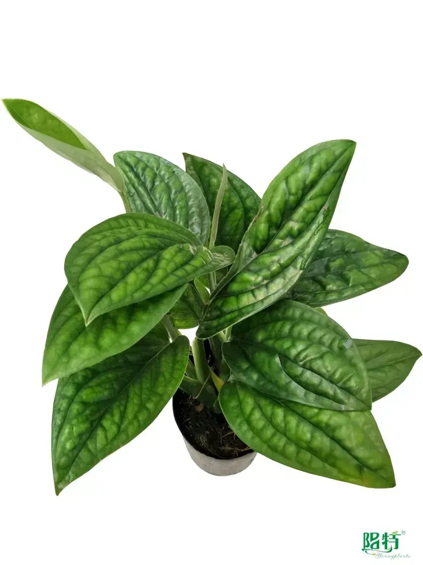 Youngplants |  xanthosoma tray plants  1