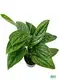 Youngplants |  xanthosoma tray plants  1