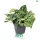  scindapsus varigata  | Youngplants1 1