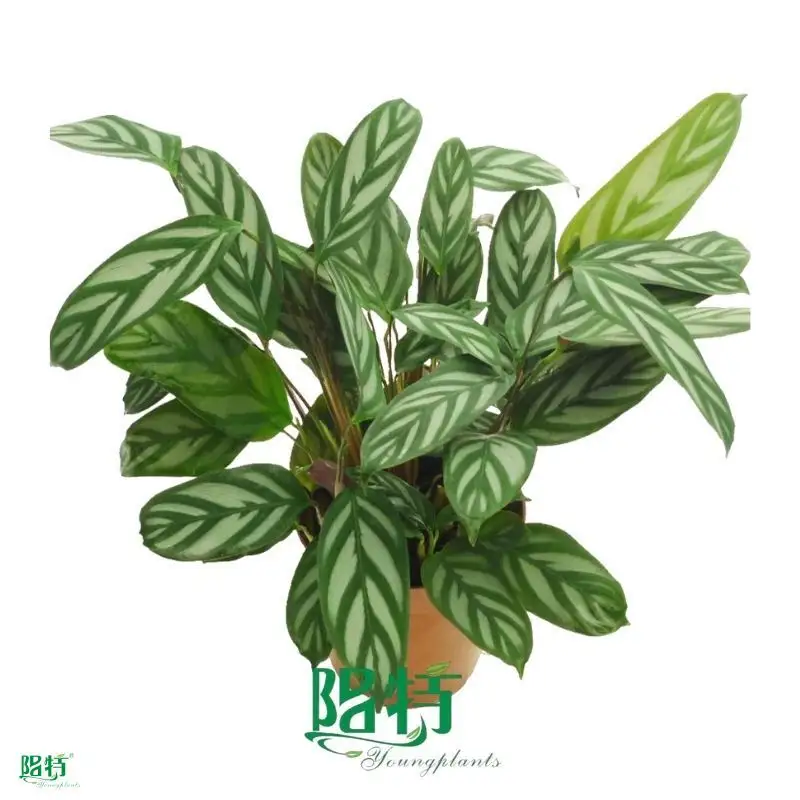 Custom tissue culture plants  Manufacturer | Youngplants 1