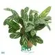 Custom tissue culture plants  Manufacturer | Youngplants 1