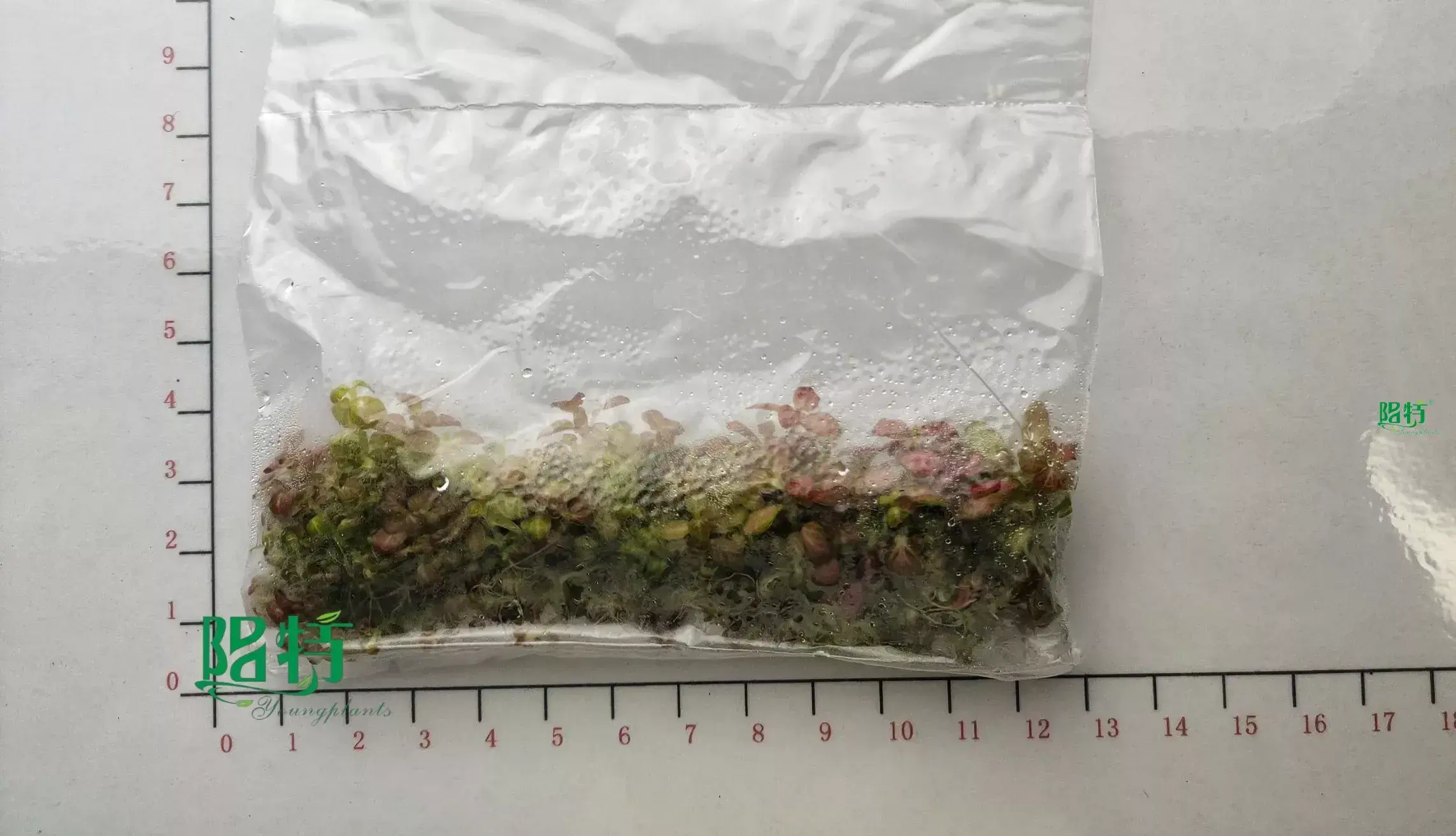 Youngplants |  in vitro plants  1