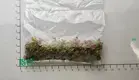 Youngplants |  in vitro plants  1