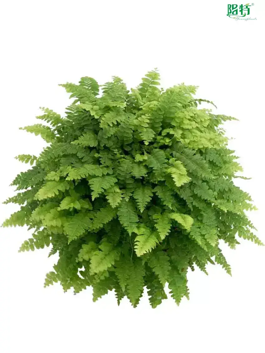 Custom fern  Manufacturer | Youngplants 1