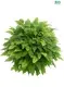 Custom fern  Manufacturer | Youngplants 1