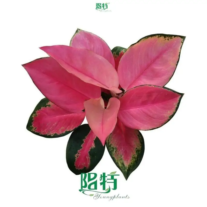  aglaonema  | Youngplants1 1