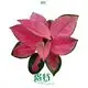  aglaonema  | Youngplants1 1