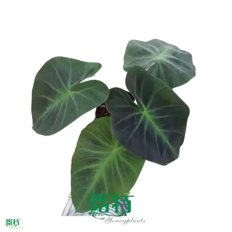 alocasia cuprea at Wholesale Prices | Youngplants 1