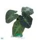 alocasia cuprea at Wholesale Prices | Youngplants 1
