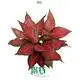 Custom aglaonema  Manufacturer | Youngplants 1