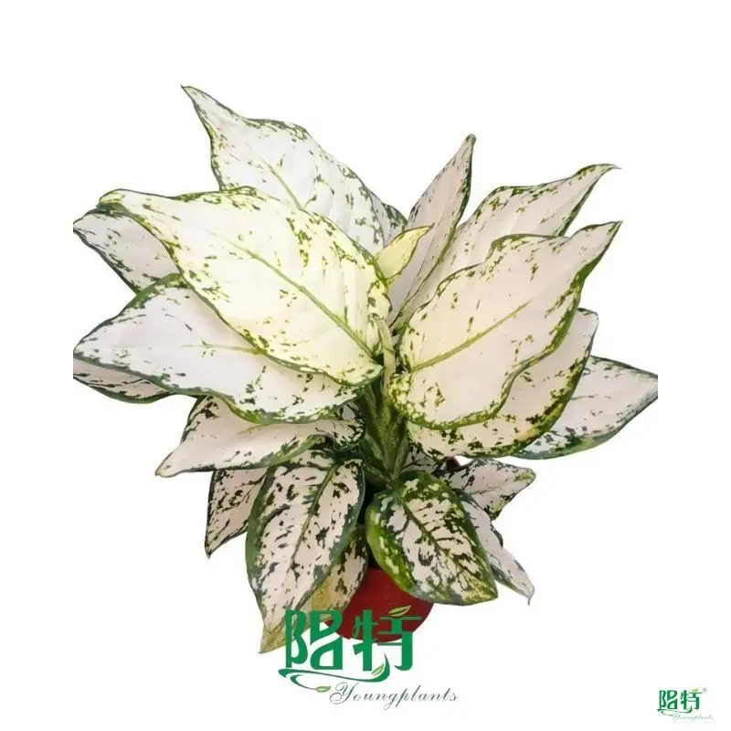 Custom aglaonema tissue culture  Manufacturer | Youngplants 1
