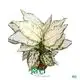 Custom aglaonema tissue culture  Manufacturer | Youngplants 1