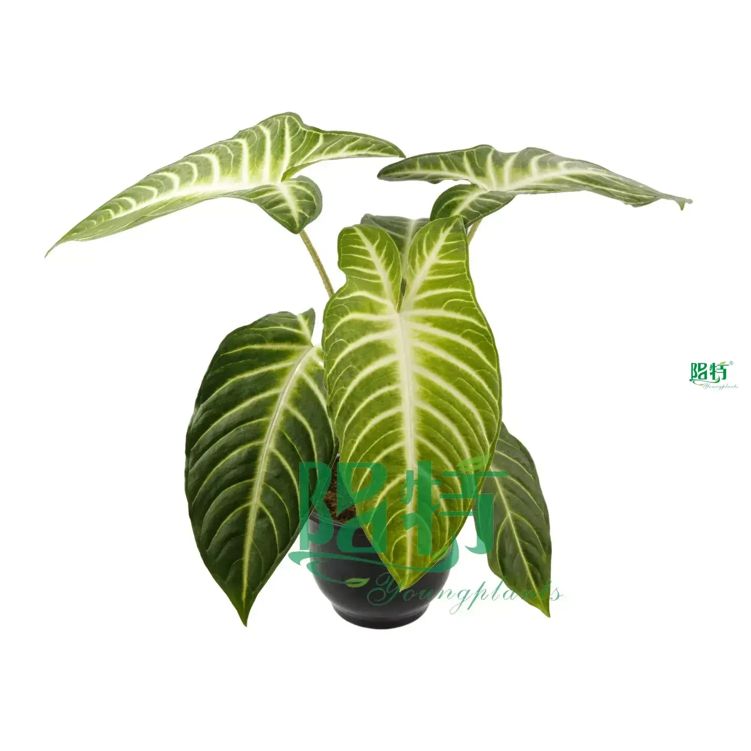  xanthosoma plug plants  | Youngplants1 1