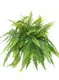 Custom lady fern  Manufacturer | Youngplants 1